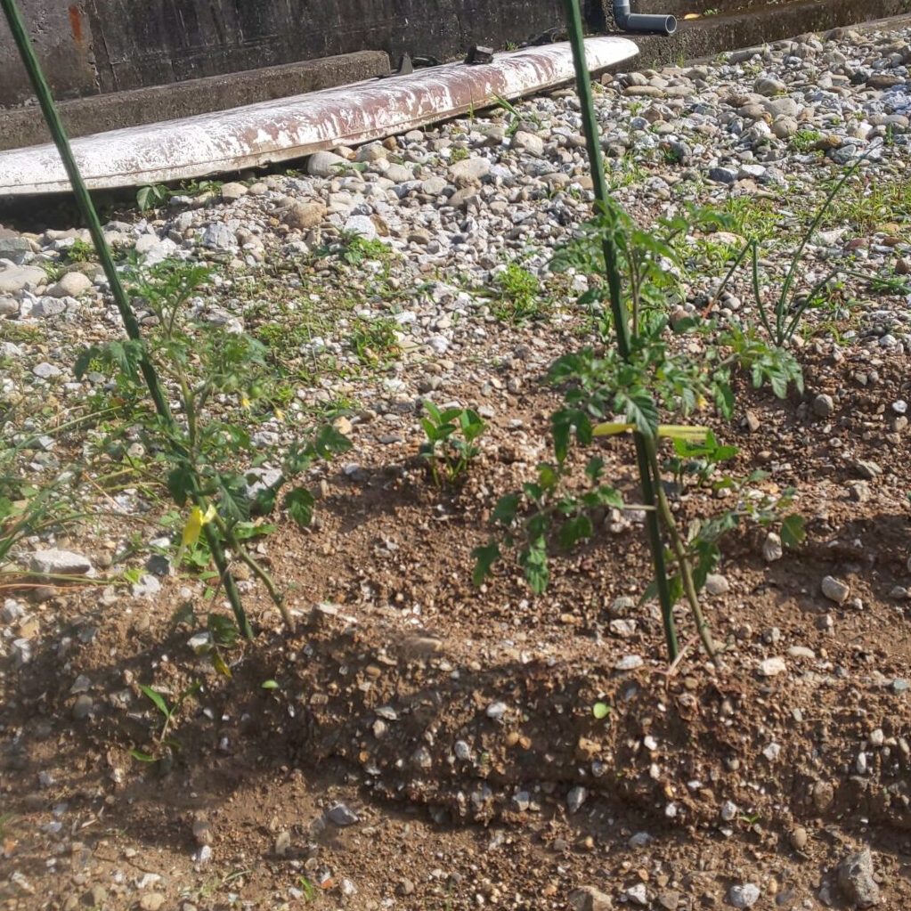 野菜の成長