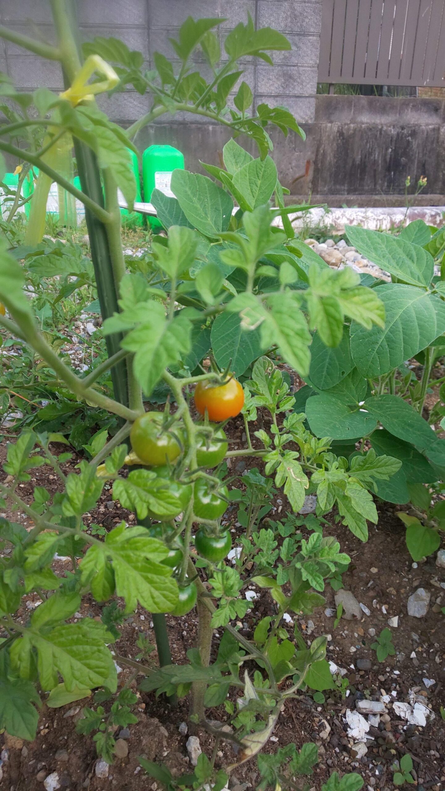 野菜の成長