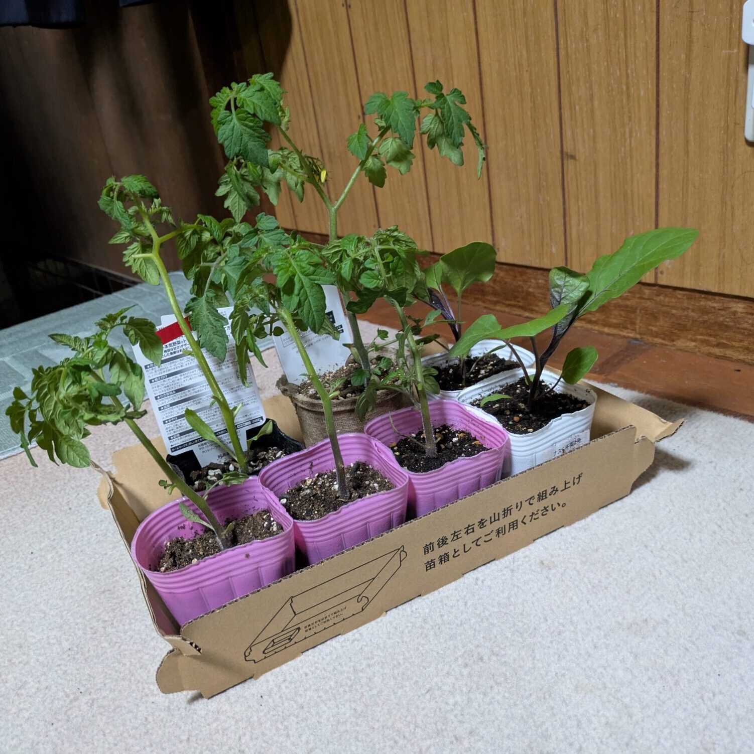 　トマト植えました❗️
